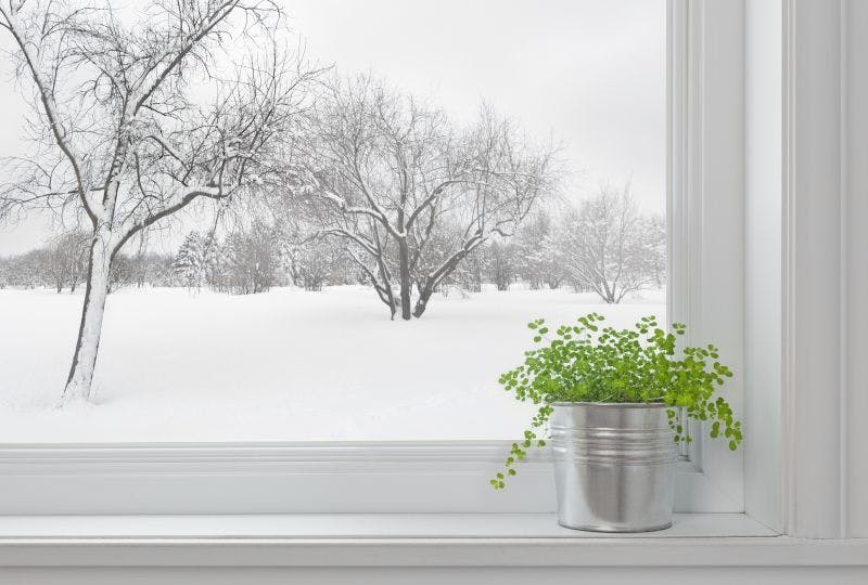 Winter Windows